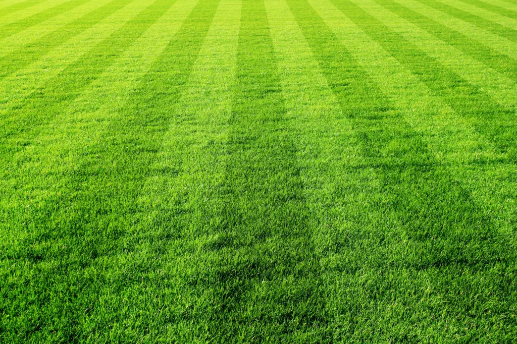 Rasen - Sportplatzbau Landshut - HAUN - Foto © jarma - Adobe Stock