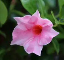 GaLaBau - Privater Hausgarten - HAUN Landshut - Foto © HAUN