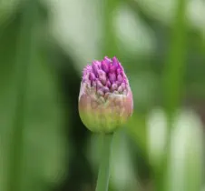 GaLaBau - Privater Hausgarten - HAUN Landshut - Foto © HAUN