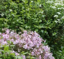 GaLaBau - Privater Hausgarten - HAUN Landshut - Foto © HAUN