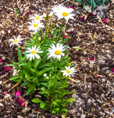 GaLaBau - Privater Hausgarten - HAUN Landshut - Foto © HAUN