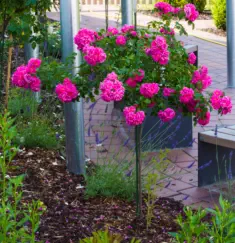 GaLaBau - Privater Hausgarten - HAUN Landshut - Foto © HAUN