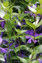 GaLaBau - Privater Hausgarten - HAUN Landshut - Foto © HAUN