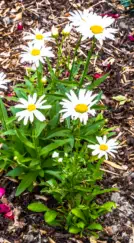 GaLaBau - Privater Hausgarten - HAUN Landshut - Foto © HAUN