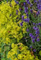 Pflanzungen & Rasen in Landshut - Foto © HAUN