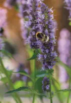 Pflanzungen & Rasen in Landshut - Foto © HAUN