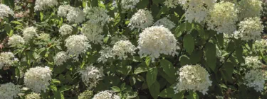 Pflanzungen & Rasen in Landshut - Foto © HAUN