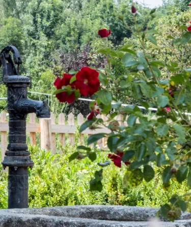 Pflanzungen & Rasen in Landshut - Foto © HAUN