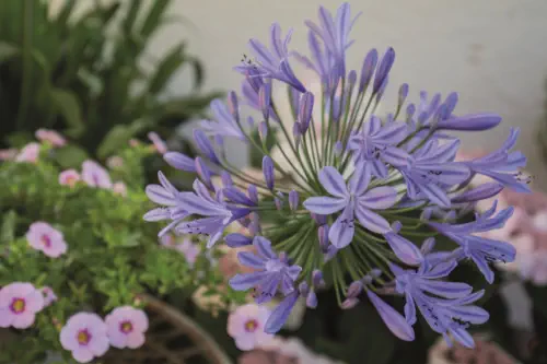 Pflanzungen & Rasen in Landshut - Foto © HAUN