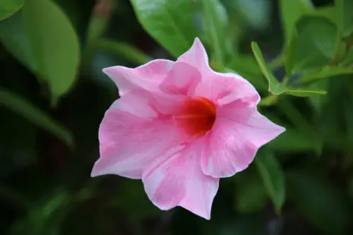 Pflanzungen & Rasen in Landshut - Foto © HAUN