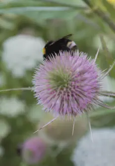 Pflanzungen & Rasen in Landshut - Foto © HAUN