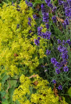 Pflanzungen & Rasen in Landshut - Foto © HAUN