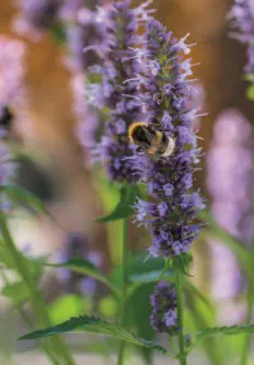 Pflanzungen & Rasen in Landshut - Foto © HAUN