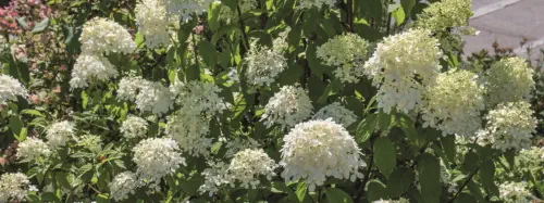 Pflanzungen & Rasen in Landshut - Foto © HAUN